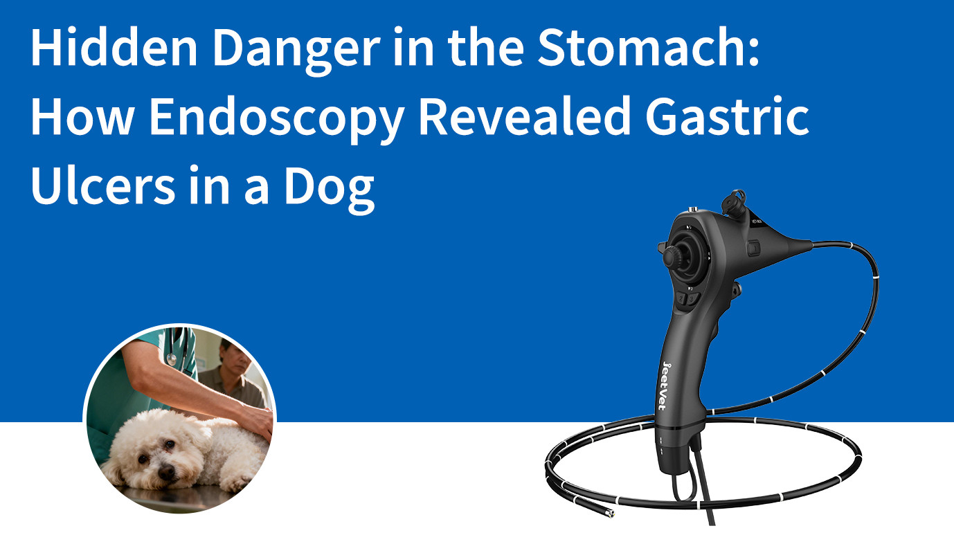 Hidden Danger in the Stomach: How Endoscopy Revealed Gastric Ulcers in a Dog