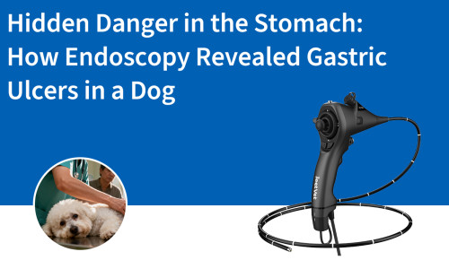 خطر خفي في المعدة: كيف كشف التنظير الداخلي عن قرحة المعدة لدى كلب