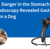 Peligro oculto en el estómago: cómo la endoscopia reveló úlceras gástricas en un perro.