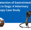 Early Detection of Gastrointestinal Tumors in Dogs: A Veterinary Endoscopy Case Study