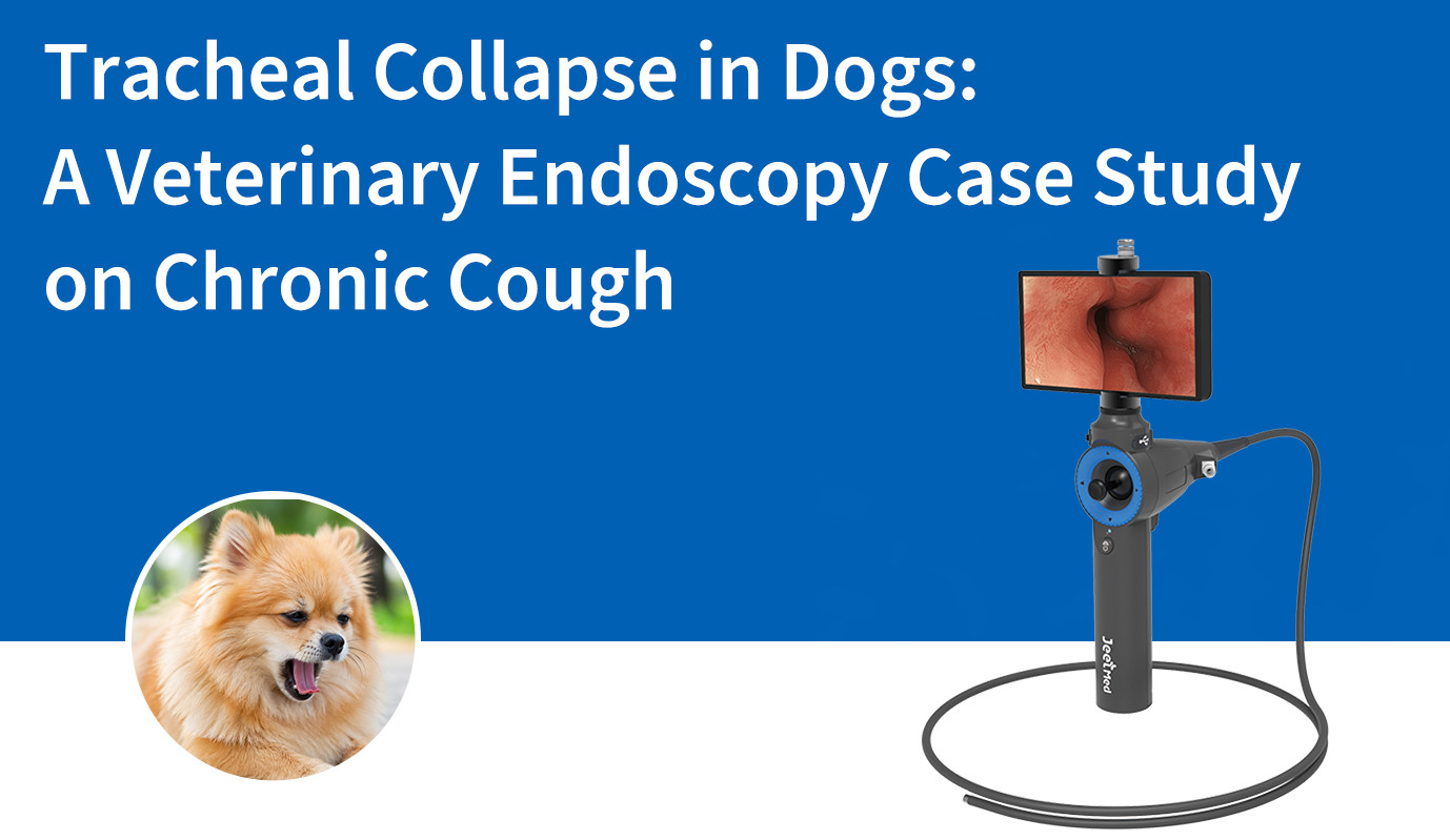 Colapso traqueal en perros: estudio de caso de endoscopia veterinaria en un caso de tos crónica