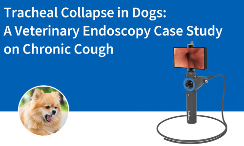 انهيار القصبة الهوائية عند الكلاب: دراسة حالة تنظيرية بيطرية حول السعال المزمن