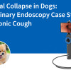Tracheal Collapse in Dogs: A Veterinary Endoscopy Case Study on Chronic Cough
