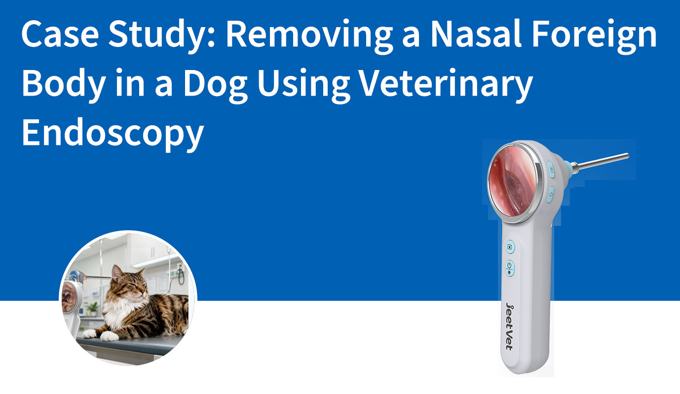 Étude de cas : Extraction d'un corps étranger nasal chez un chien par endoscopie vétérinaire