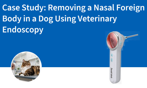 Case Study: Removing a Nasal Foreign Body in a Dog Using Veterinary Endoscopy