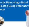 Case Study: Removing a Nasal Foreign Body in a Dog Using Veterinary Endoscopy