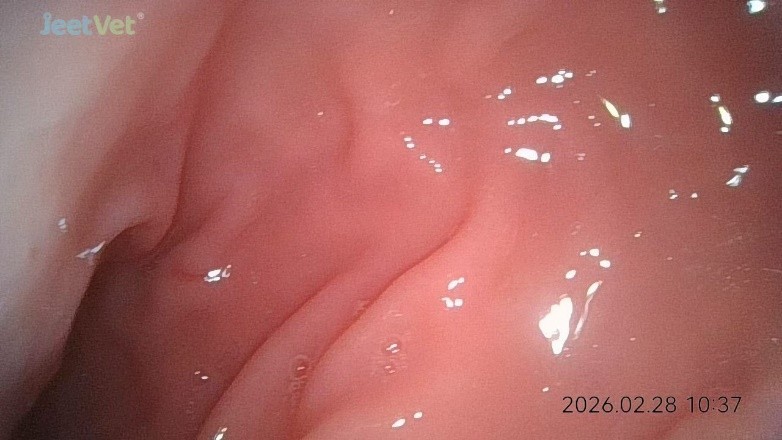 Canine endoscope