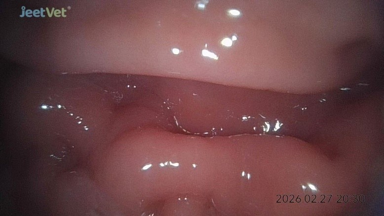 Canine endoscope