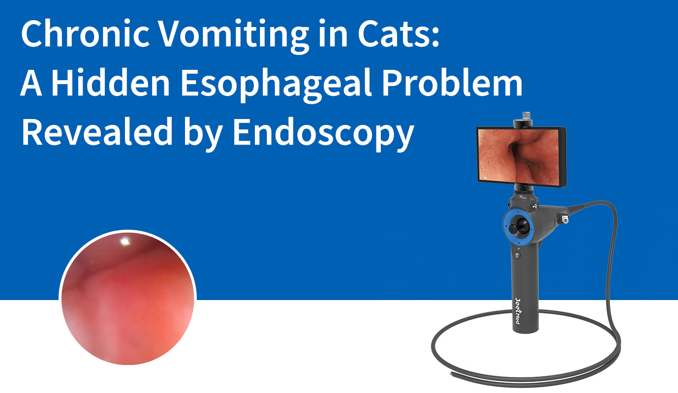 Chronic Vomiting in Cats: A Hidden Esophageal Problem Revealed by Endoscopy
