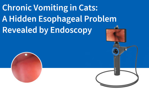 Vomissements chroniques chez le chat : un problème œsophagien caché révélé par endoscopie