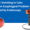 Chronic Vomiting in Cats: A Hidden Esophageal Problem Revealed by Endoscopy