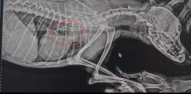 Endoscope canin