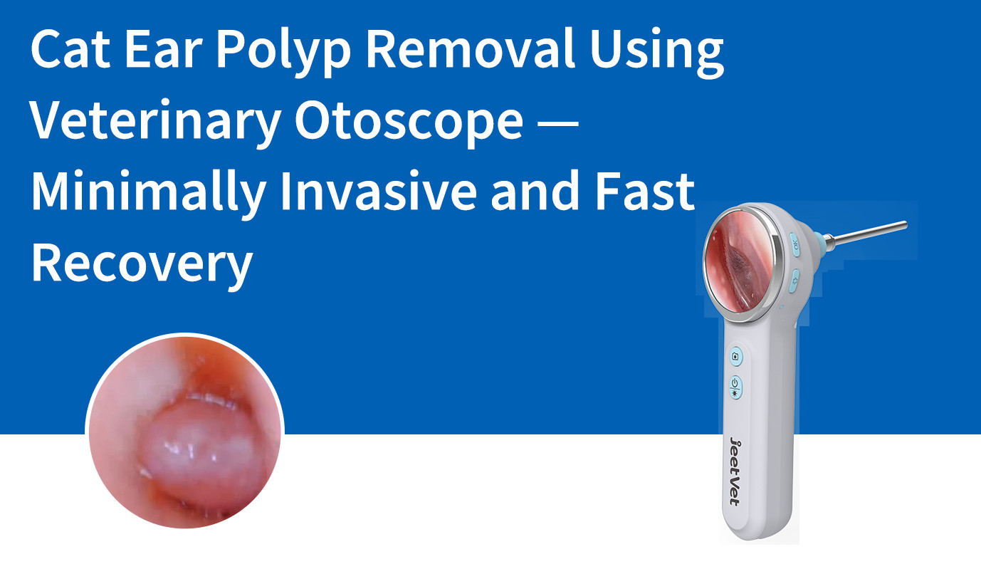 Cat Ear Polyp Removal Using Veterinary Otoscope — Minimally Invasive and Fast Recovery