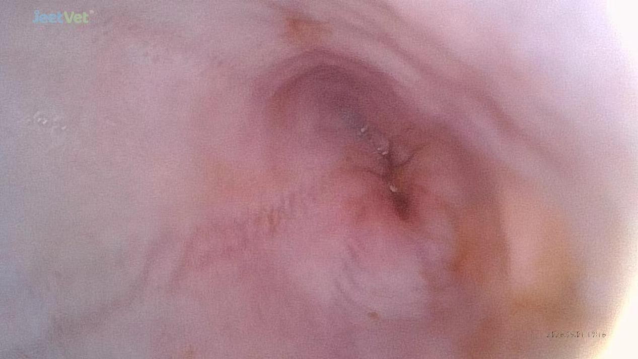 Canine endoscope