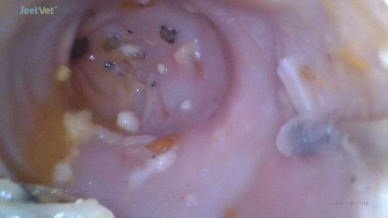 Canine endoscope