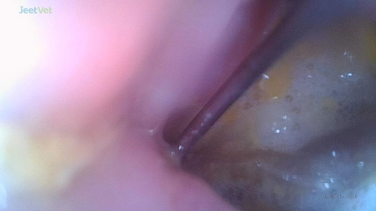 Canine endoscope
