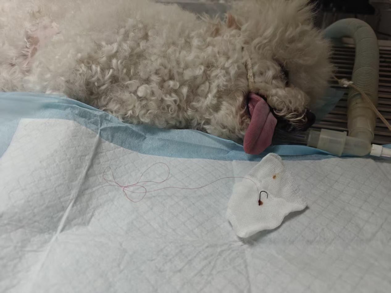 Canine endoscope
