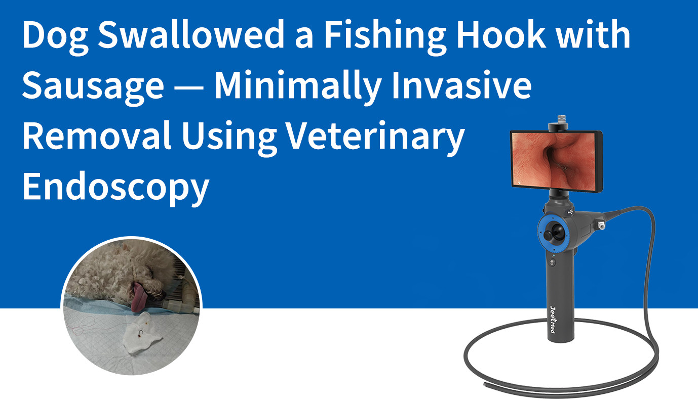 Dog Swallowed a Fishing Hook with Sausage — Minimally Invasive Removal Using Veterinary Endoscopy