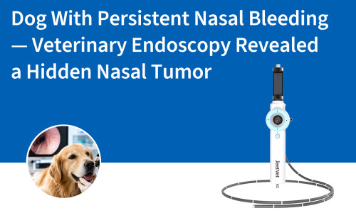 Perro con sangrado nasal persistente: la endoscopia veterinaria reveló un tumor nasal oculto.