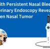 Dog With Persistent Nasal Bleeding — Veterinary Endoscopy Revealed a Hidden Nasal Tumor