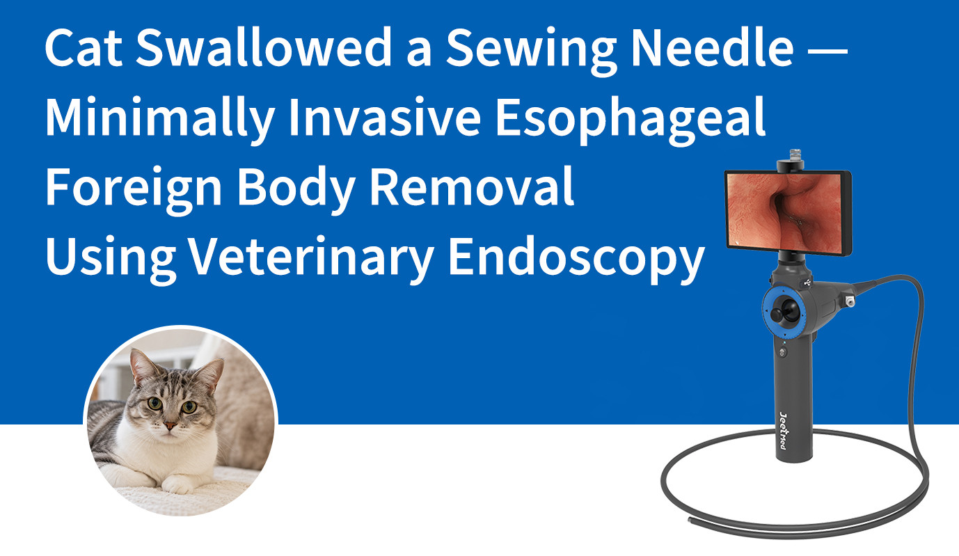 Cat Swallowed a Sewing Needle — Minimally Invasive Esophageal Foreign Body Removal Using Veterinary Endoscopy
