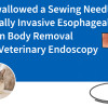 Cat Swallowed a Sewing Needle — Minimally Invasive Esophageal Foreign Body Removal Using Veterinary Endoscopy