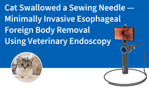 Cat Swallowed a Sewing Needle — Minimally Invasive Esophageal Foreign Body Removal Using Veterinary Endoscopy