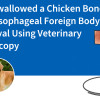 Dog Swallowed a Chicken Bone — Safe Esophageal Foreign Body Removal Using Veterinary Endoscopy