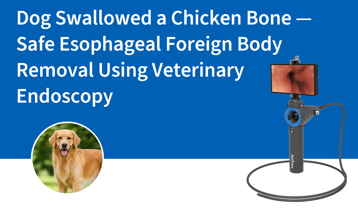 Dog Swallowed a Chicken Bone — Safe Esophageal Foreign Body Removal Using Veterinary Endoscopy