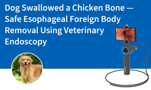 Dog Swallowed a Chicken Bone — Safe Esophageal Foreign Body Removal Using Veterinary Endoscopy
