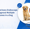 How a Veterinary Endoscope Helped Diagnose Multiple Bladder Stones in a Dog