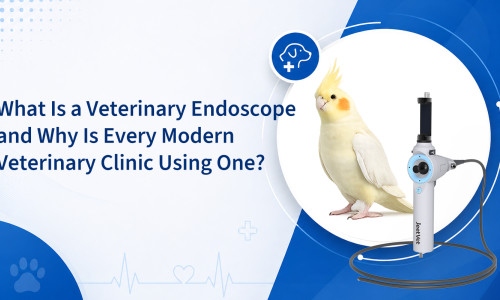 Qu’est-ce qu’un endoscope vétérinaire et pourquoi toutes les cliniques vétérinaires modernes en utilisent-elles un ?