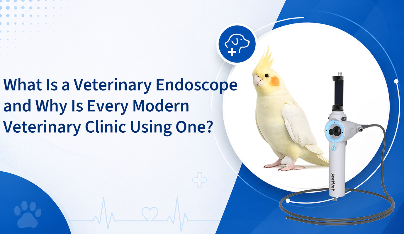 Qu’est-ce qu’un endoscope vétérinaire et pourquoi toutes les cliniques vétérinaires modernes en utilisent-elles un ?