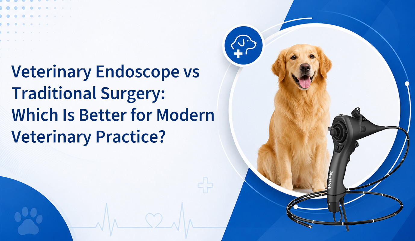 Endoscopia veterinaria frente a cirugía tradicional: ¿Cuál es mejor para la práctica veterinaria moderna?