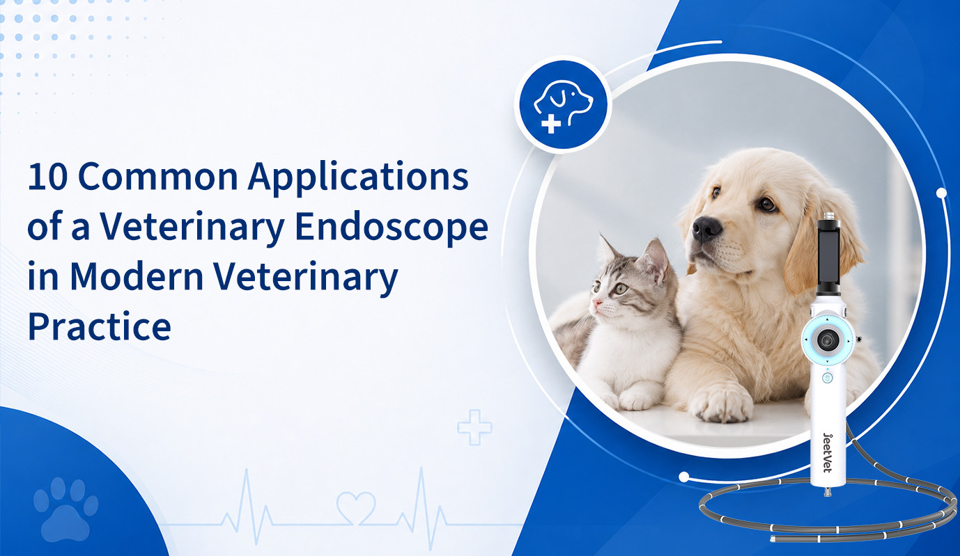 10 Common Applications of a Veterinary Endoscope in Modern Veterinary Practice