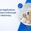 10 Common Applications of a Veterinary Endoscope in Modern Veterinary Practice