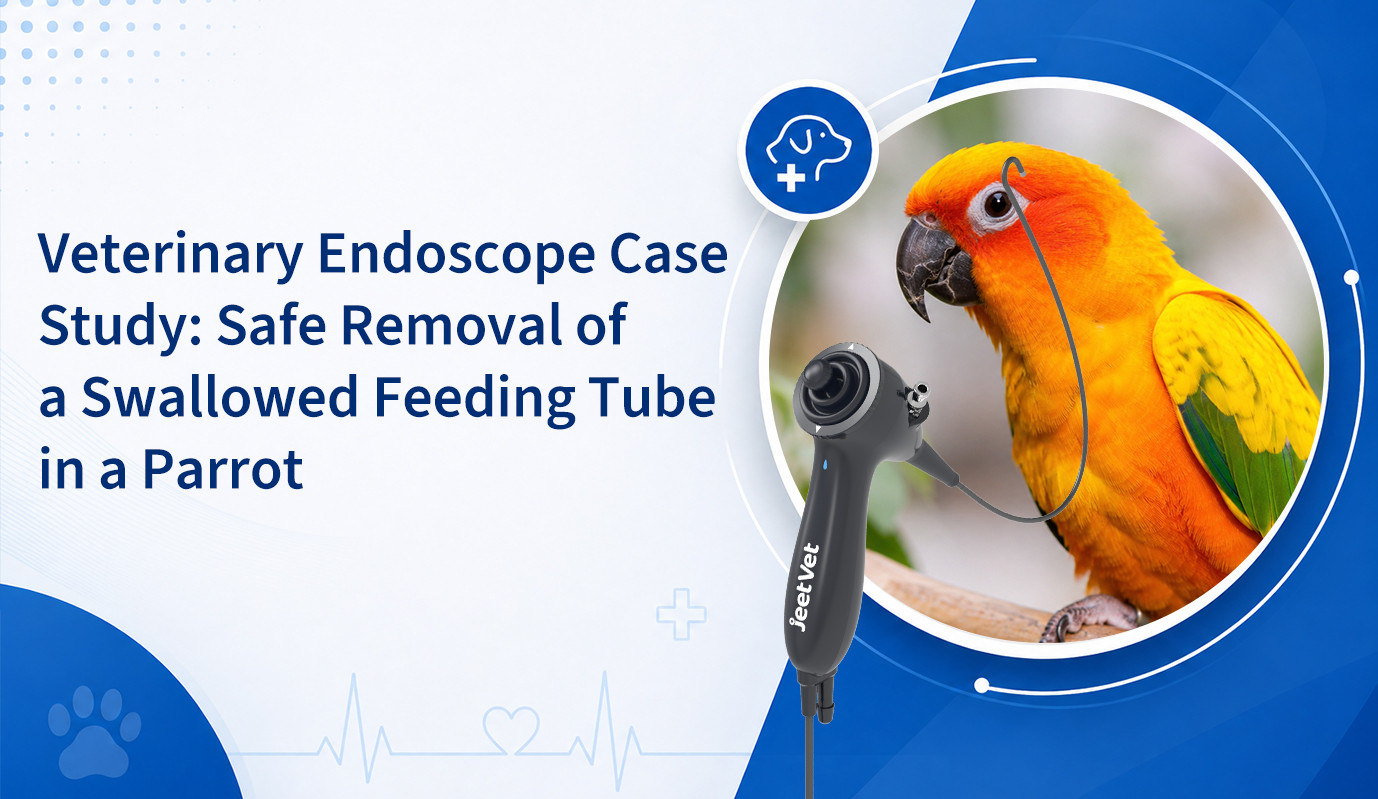 Veterinary Endoscope Case Study: Safe Removal of a Swallowed Feeding Tube in a Parrot
