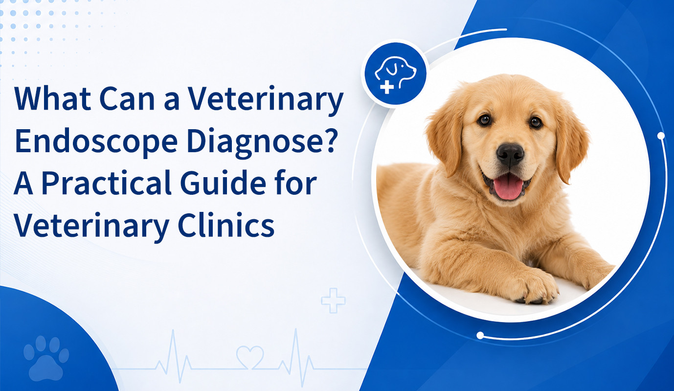 Que peut diagnostiquer un endoscope vétérinaire ? Guide pratique pour les cliniques vétérinaires