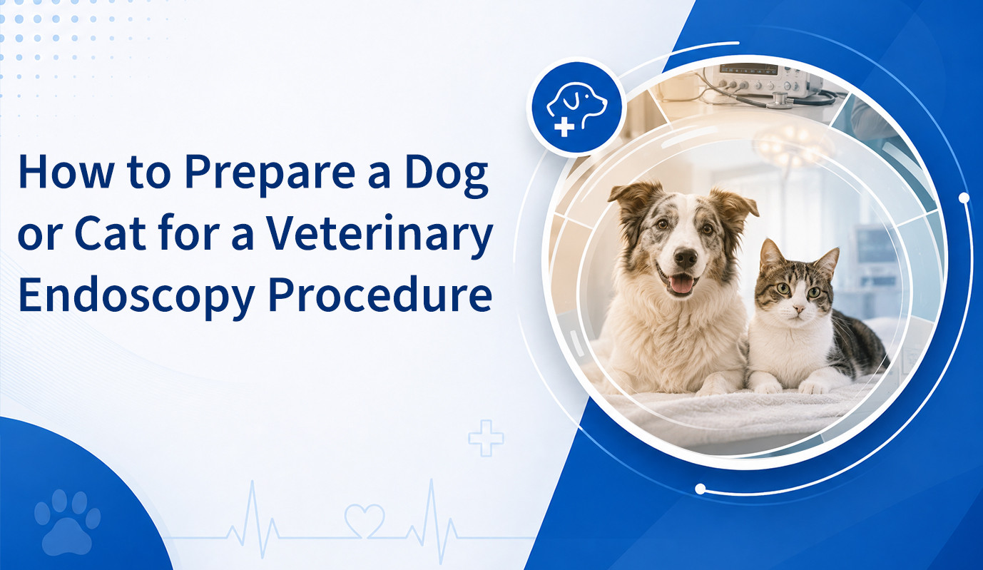 Cómo preparar a un perro o gato para un procedimiento de endoscopia veterinaria