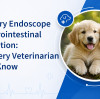 Veterinary Endoscope for Gastrointestinal Examination: What Every Veterinarian Should Know