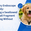 Veterinary Endoscope Case Study: Removing a Swallowed Tennis Ball Fragment from a Dog Without Surgery