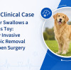 JeetVet Clinical Case | Labrador Swallows a Dangerous Toy: Minimally Invasive Endoscopic Removal Avoids Open Surgery
