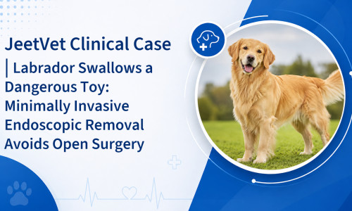 Cas clinique JeetVet | Un labrador avale un jouet dangereux : une ablation endoscopique mini-invasive évite une intervention chirurgicale à ciel ouvert