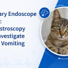 Veterinary Endoscope for Cats: How Gastroscopy Helps Investigate Chronic Vomiting