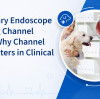 Veterinary Endoscope Working Channel Guide: Why Channel Size Matters in Clinical Practice