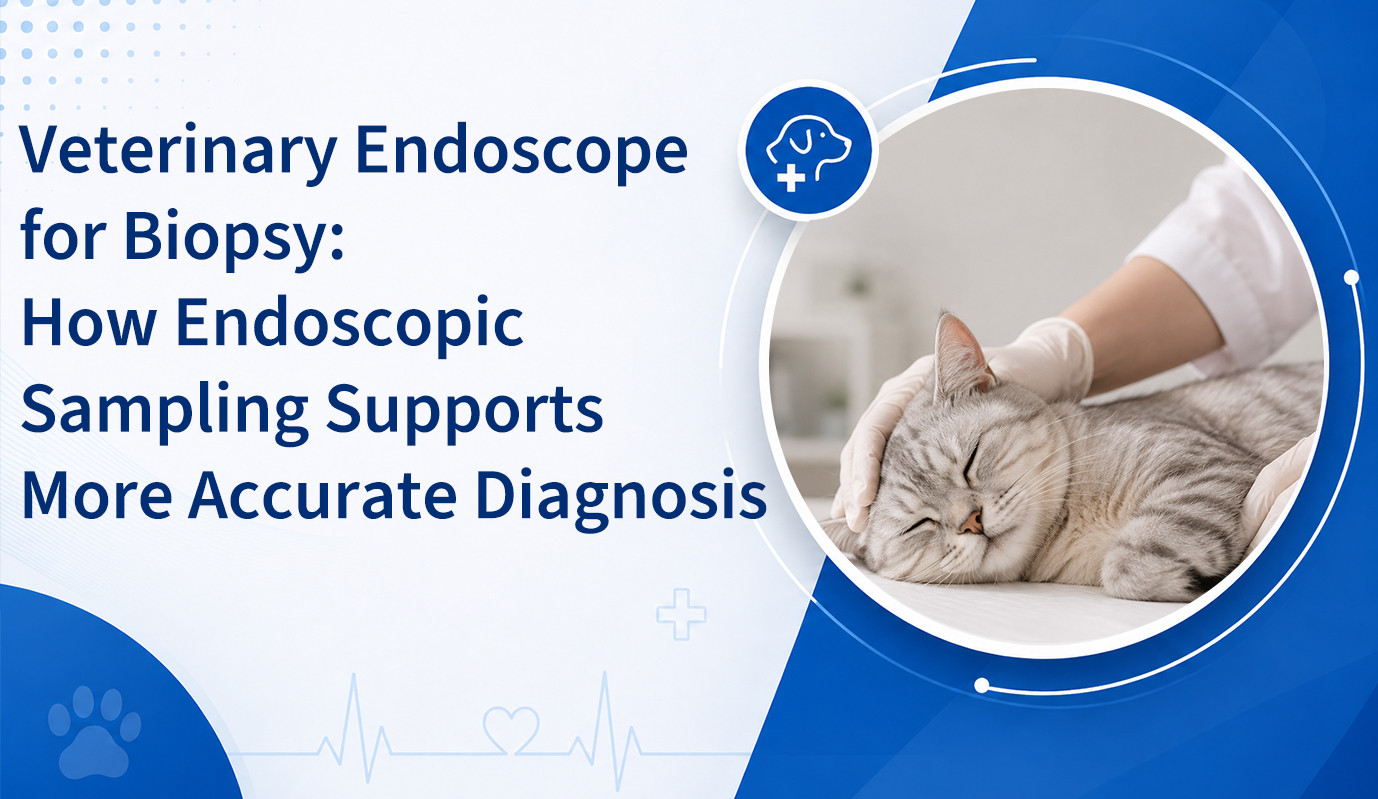 Veterinary Endoscope for Biopsy: How Endoscopic Sampling Supports More Accurate Diagnosis