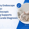 Veterinary Endoscope for Biopsy: How Endoscopic Sampling Supports More Accurate Diagnosis