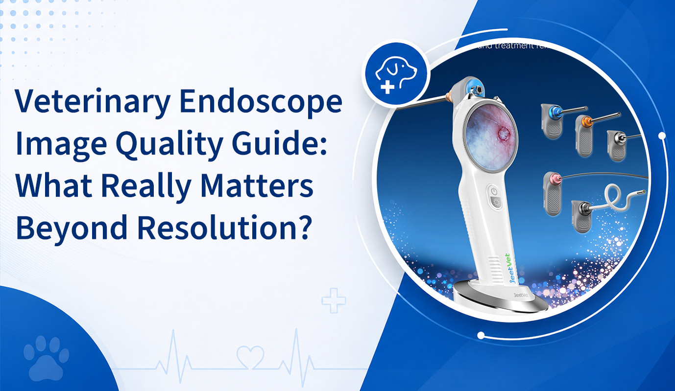 Veterinary Endoscope Image Quality Guide: What Really Matters Beyond Resolution?