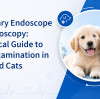 Veterinary Endoscope for Rhinoscopy: A Practical Guide to Nasal Examination in Dogs and Cats