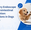 Veterinary Endoscope for Gastrointestinal Examination: Applications in Dogs and Cats